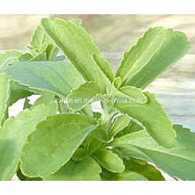 High Quality Steviosides & Rebaudioside a - Stevia